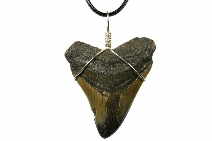 2.15" Fossil Megalodon Tooth Necklace